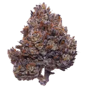 purple haze premium