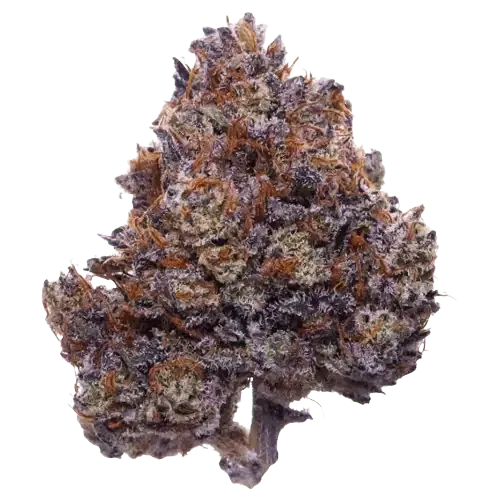 purple haze premium