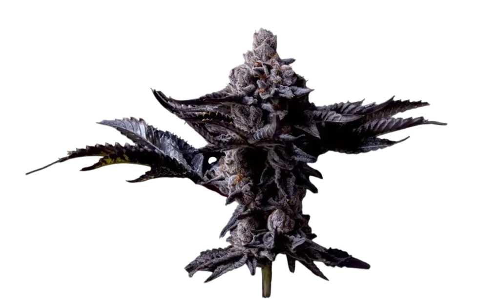 image page categorie fleurs