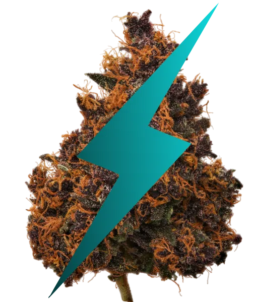 CBD défonce effet fort