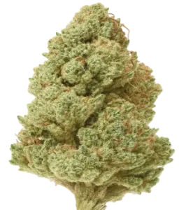 bubble gum hydro CBD