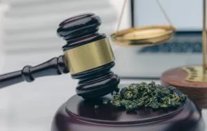 plan finance 2026 cbd projet