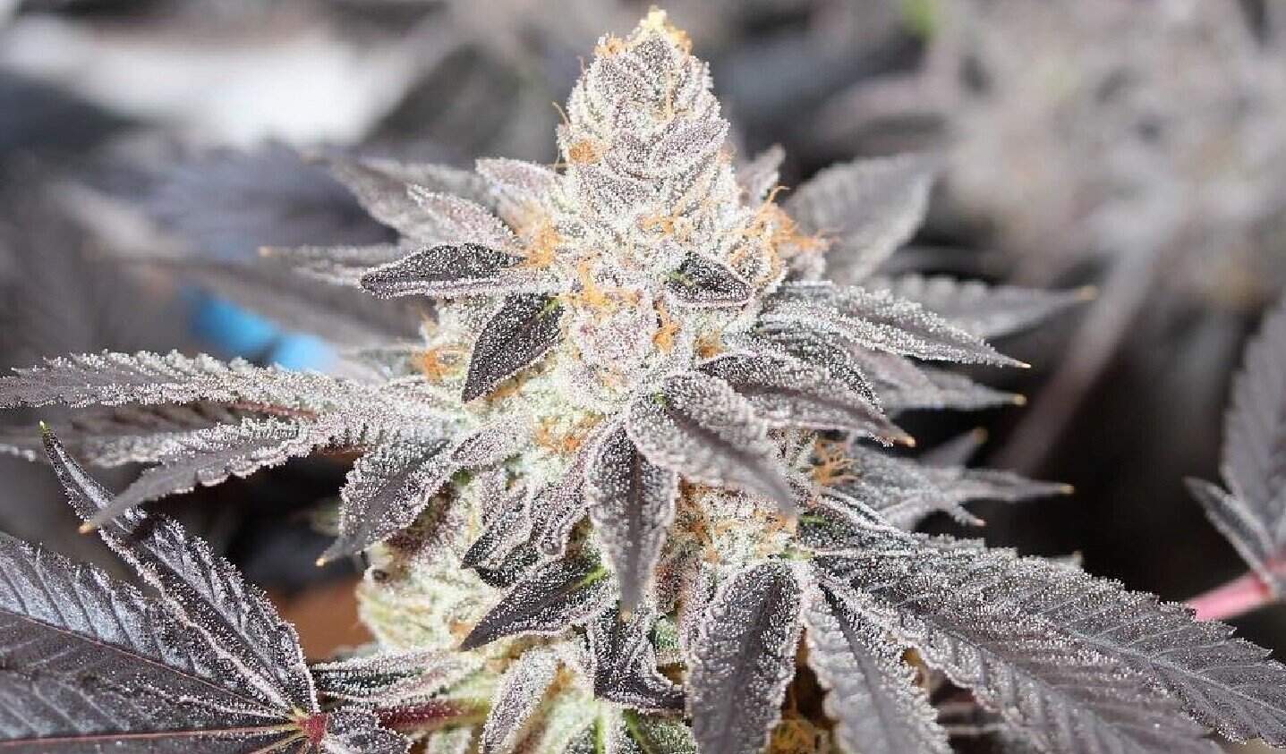 fleurs de cbd